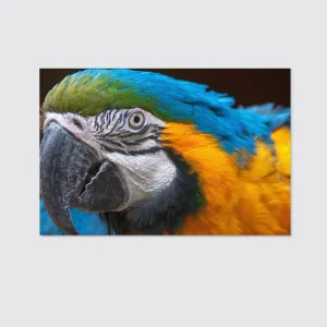 Beautiful Macaw Parrot Closeup Canvas Wall Art Home Decor